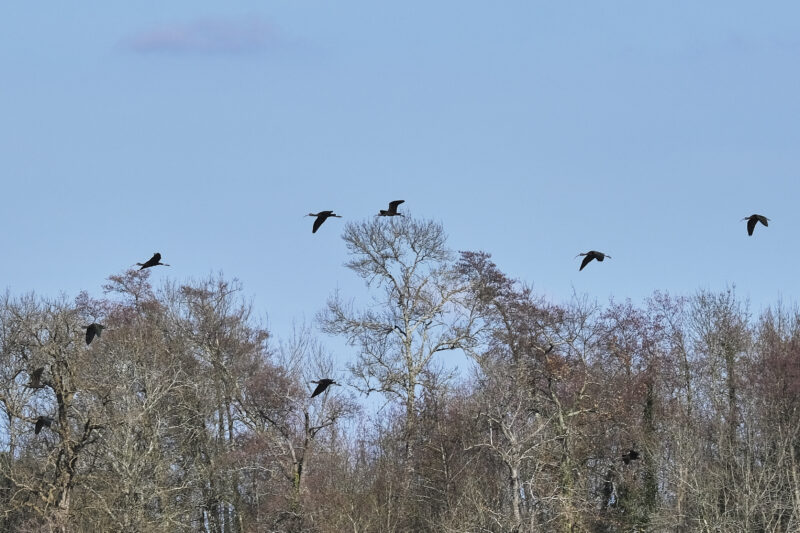 Ibis falcinelles au dessus du marais de la Vergne
